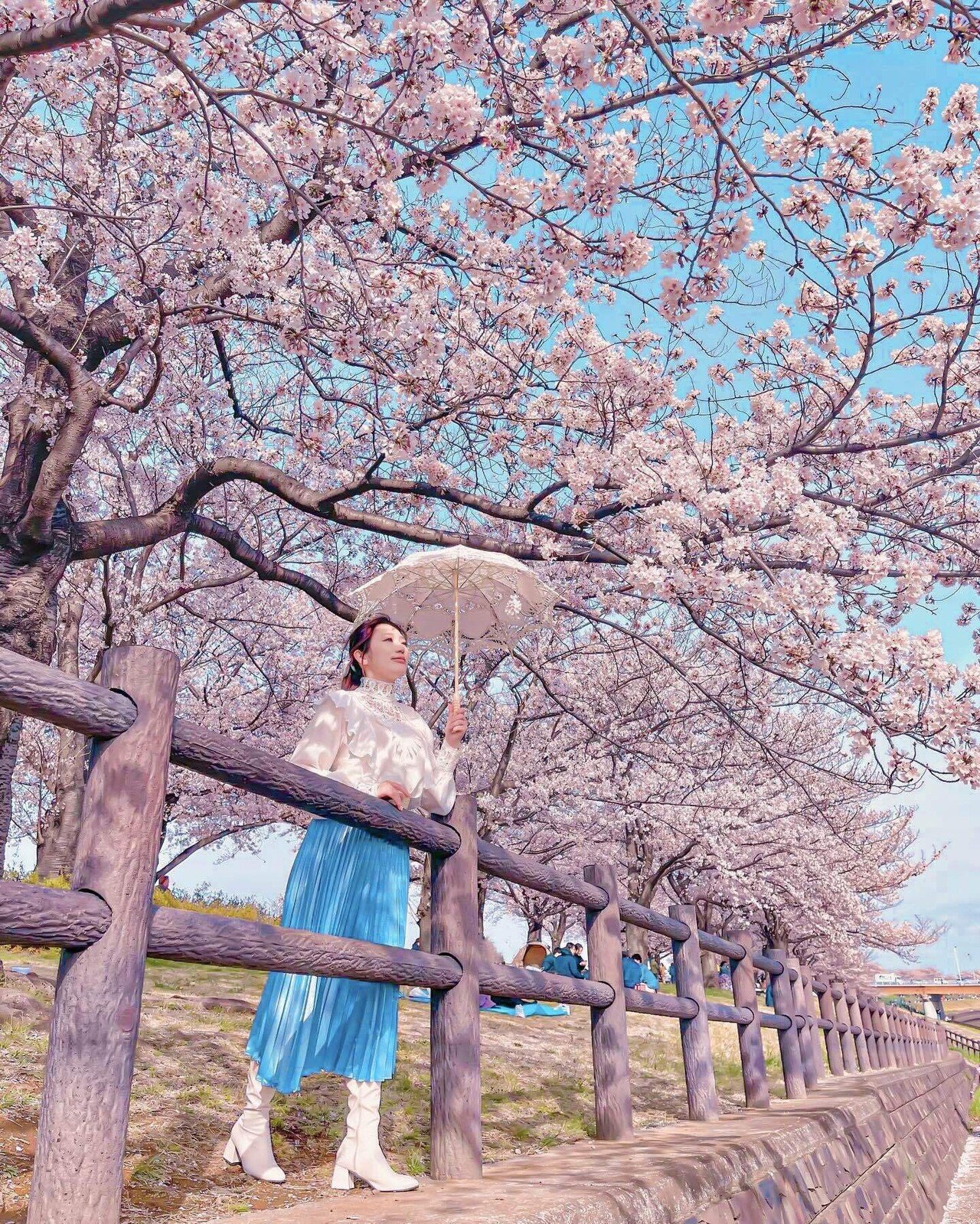 花隠　暁桜　賛入　桜名手　掛軸 花隠 暁桜 賛入 桜名手 掛軸 - メルカリ