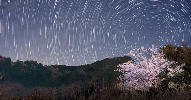 めぐる夜桜