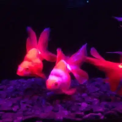 バンブ