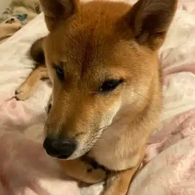 Rieko