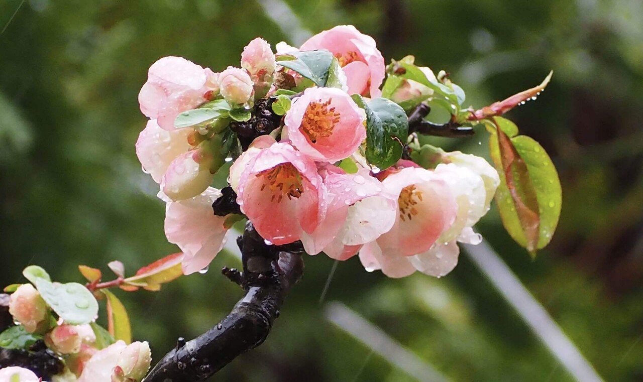 2152 香蘭社 木瓜の花 花瓶 金彩