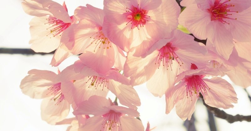 陽光桜　開花始まり