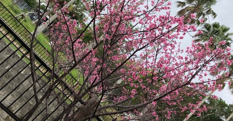 なはさくらまつり 与儀公園があります 南国らしい風景にさくら はななは Note なはさくらまつり 与儀公園があります 南国らしい風景にさくら はななは Note