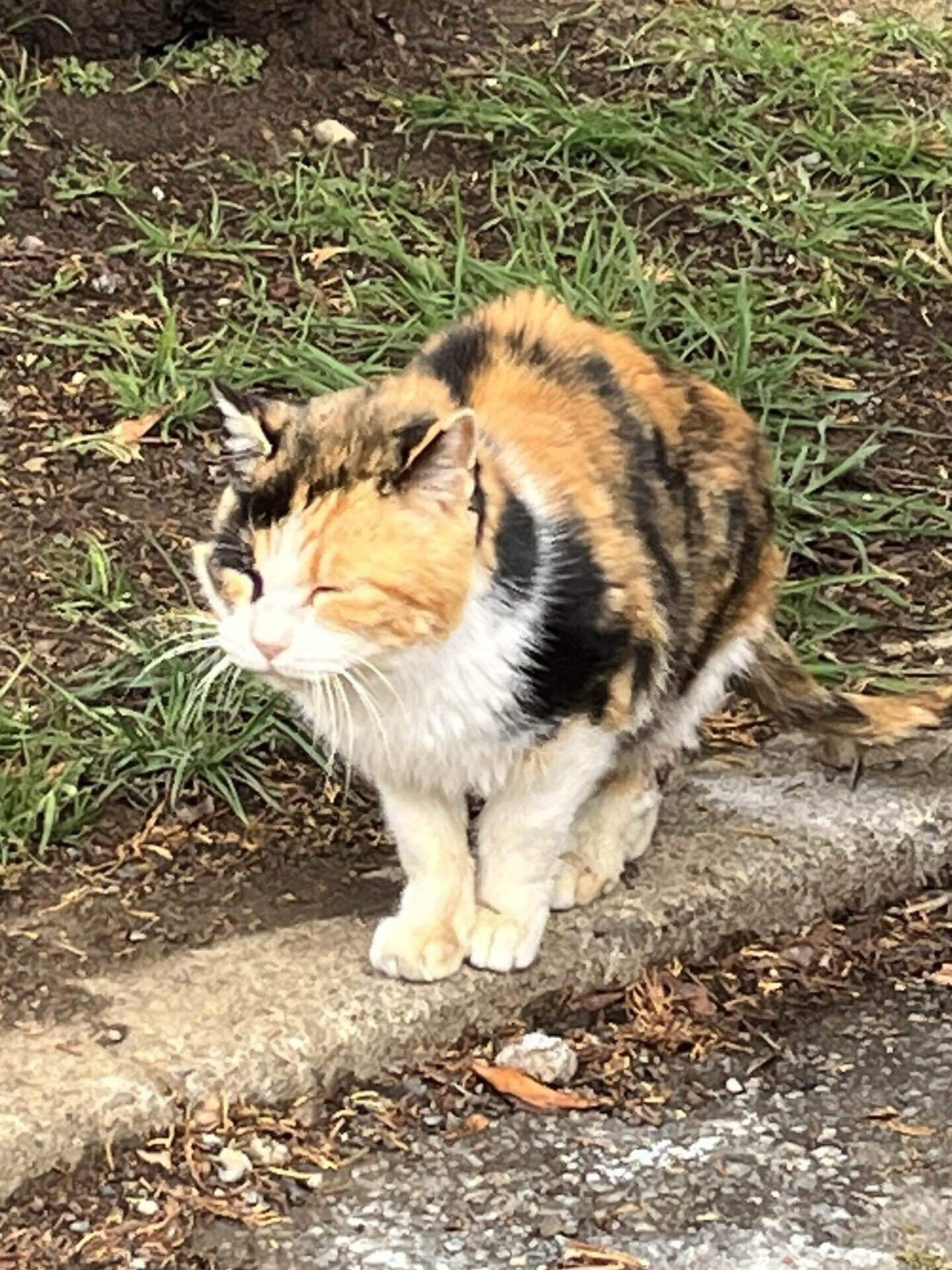 三毛猫さんだ❣️📚s｜まるまるの虫 カメさん
