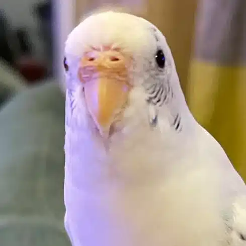 Yupira♪