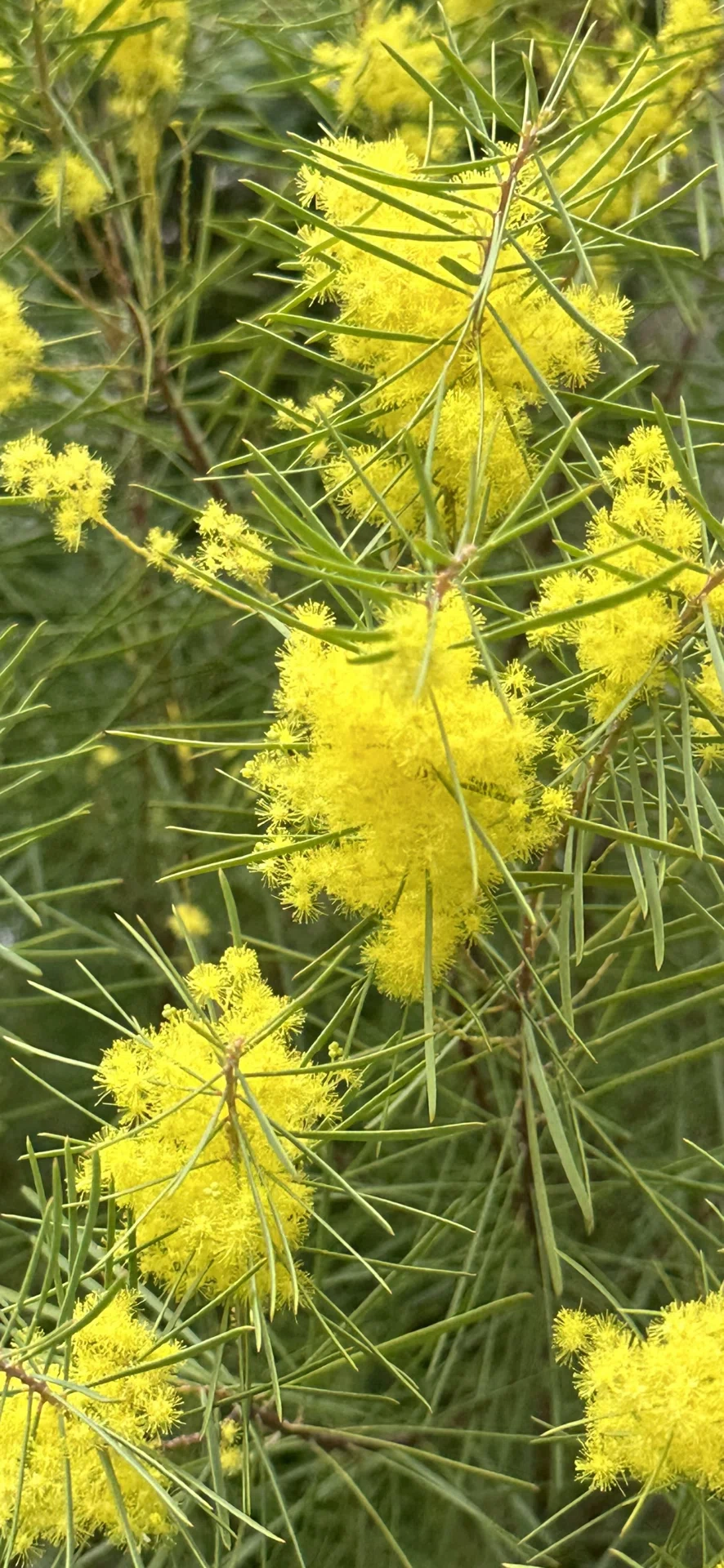 ACACIA RETINODES｜EGGSEED