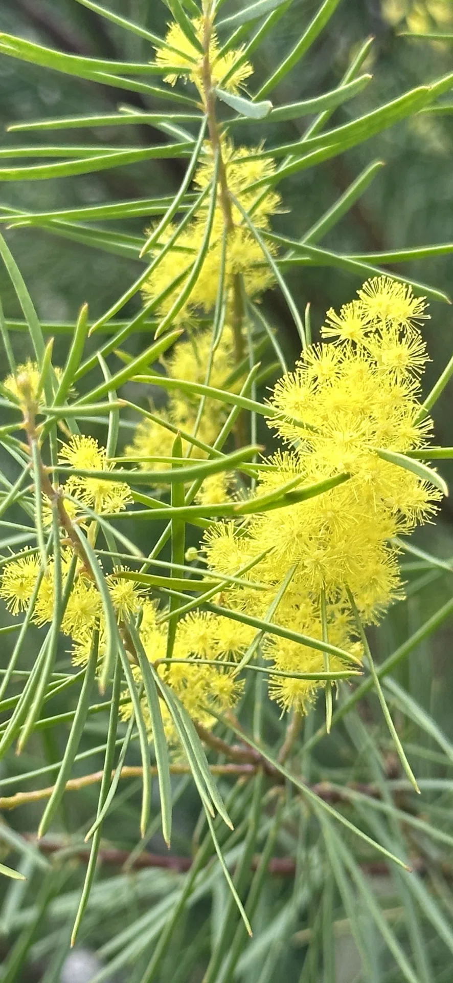 ACACIA RETINODES｜EGGSEED