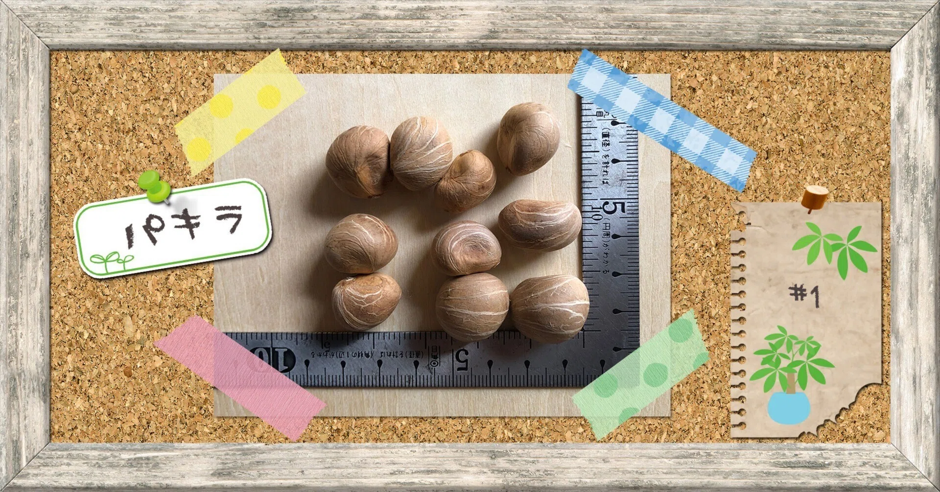 種を購入🌱パキラを種から育ててみる #1｜穂の気ままライフ