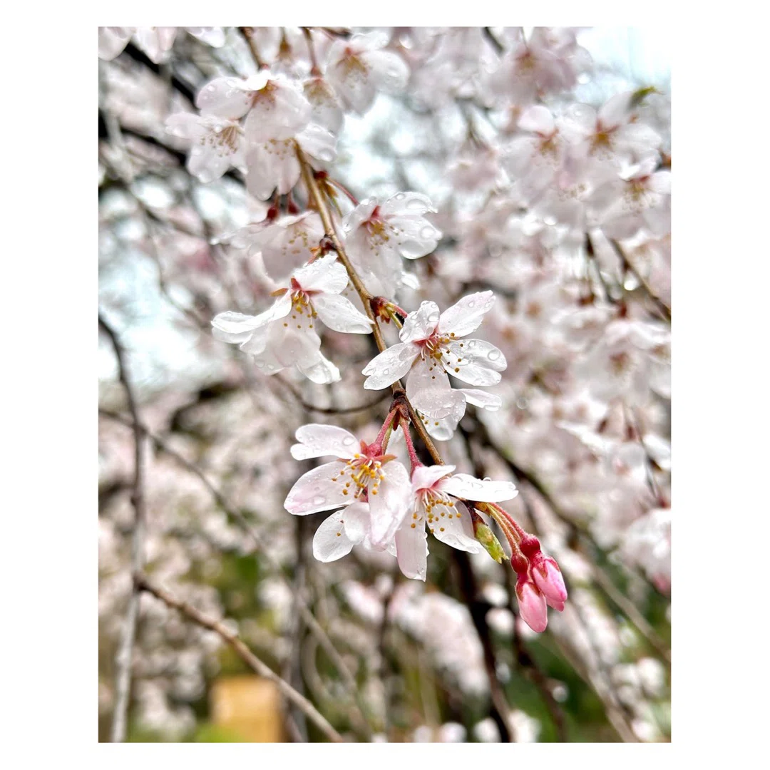 Spring, Sweat.｜Mana(まな) 旅と日々。