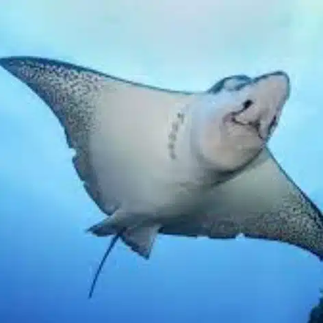 Ray（れい）