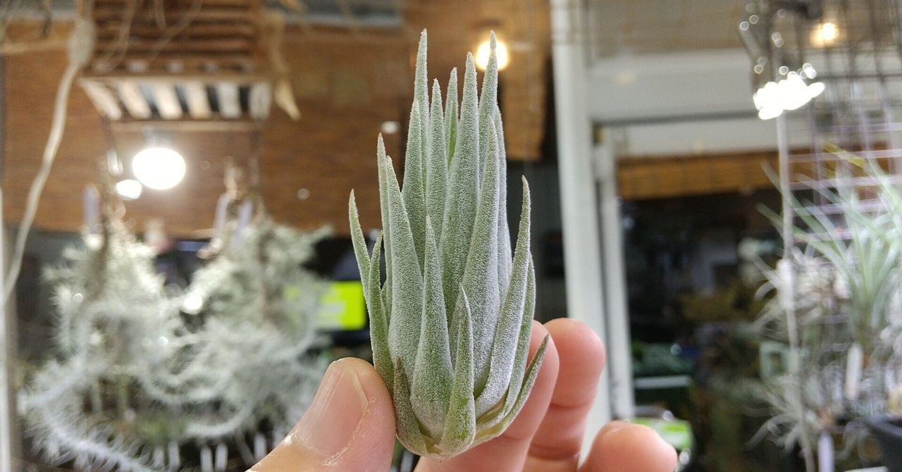 077CYC チランジア Lucile x カプトメデューサ 【公式通販】 077CYC チランジア Lucile x カプトメデューサ 【公式通販】