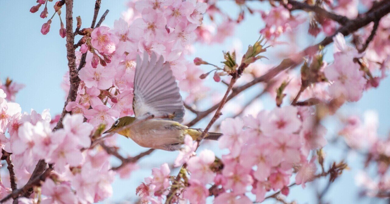 桜花 河津桜が咲く公園で、X-T3とXF70-300mmでメジロを追いかけた｜imai