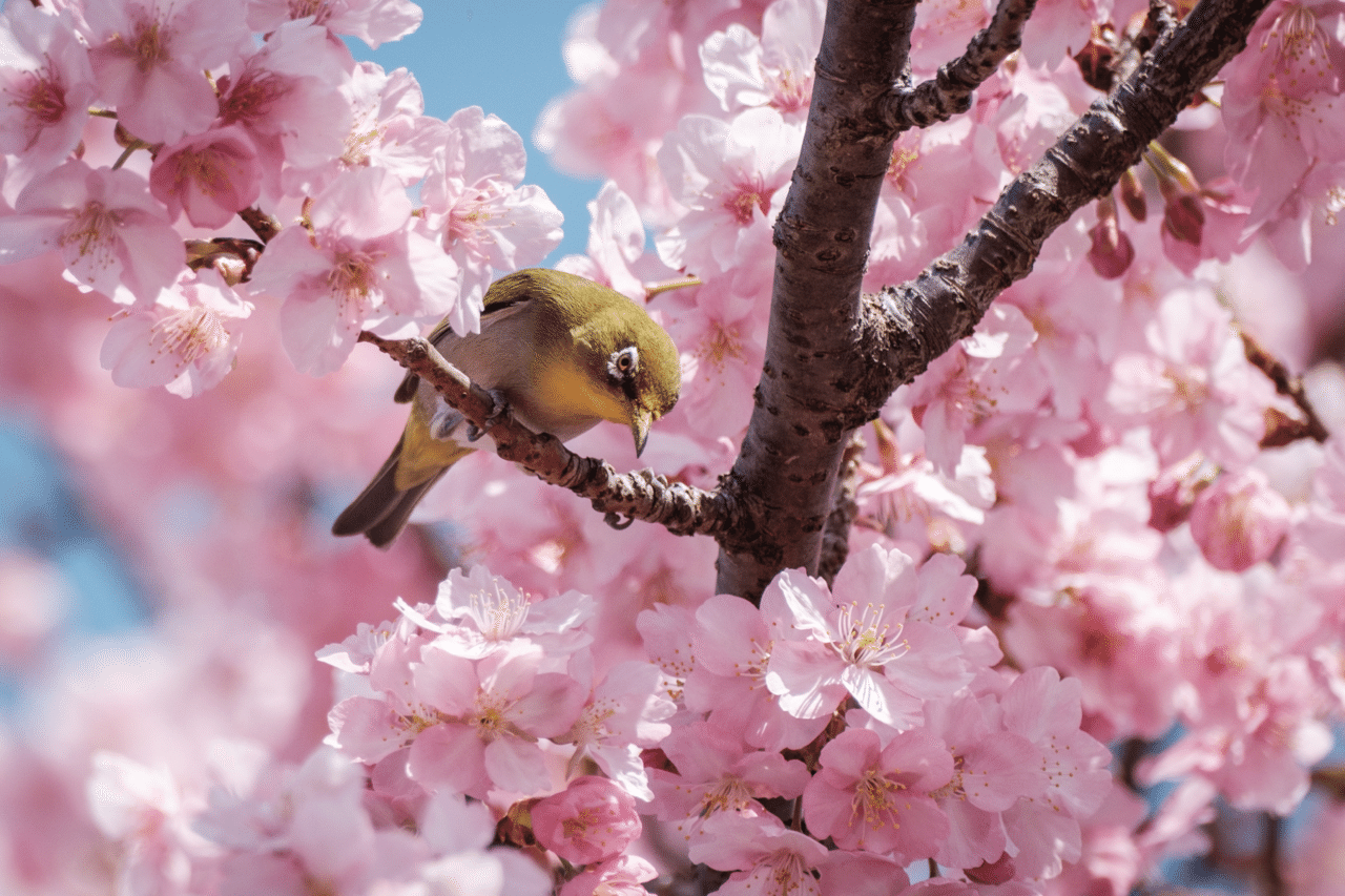 桜花 オニツカタイガーから「桜」モチーフの新作スニーカー、“大山友禅染”で