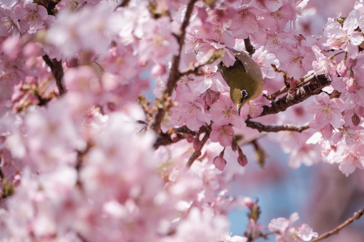 河津桜が咲く公園で、X-T3とXF70-300mmでメジロを追いかけた｜imai