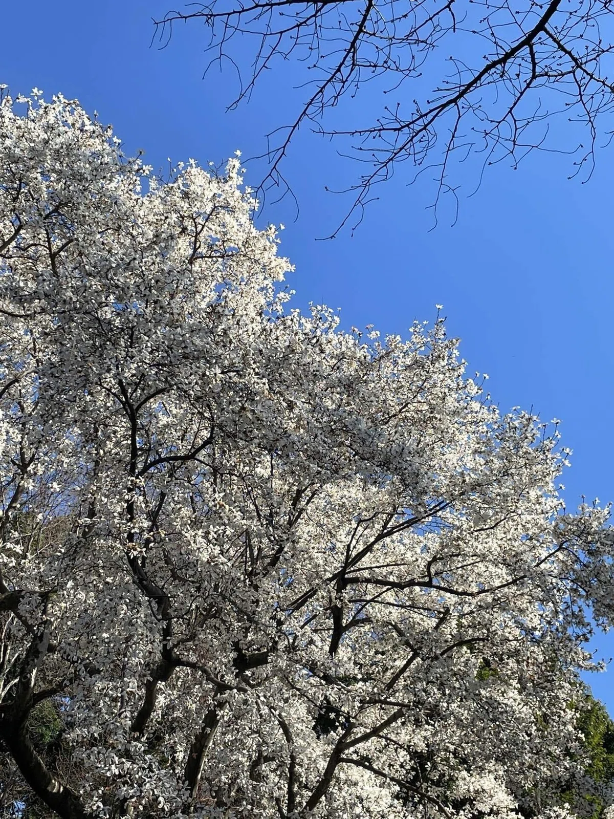 桜と青空