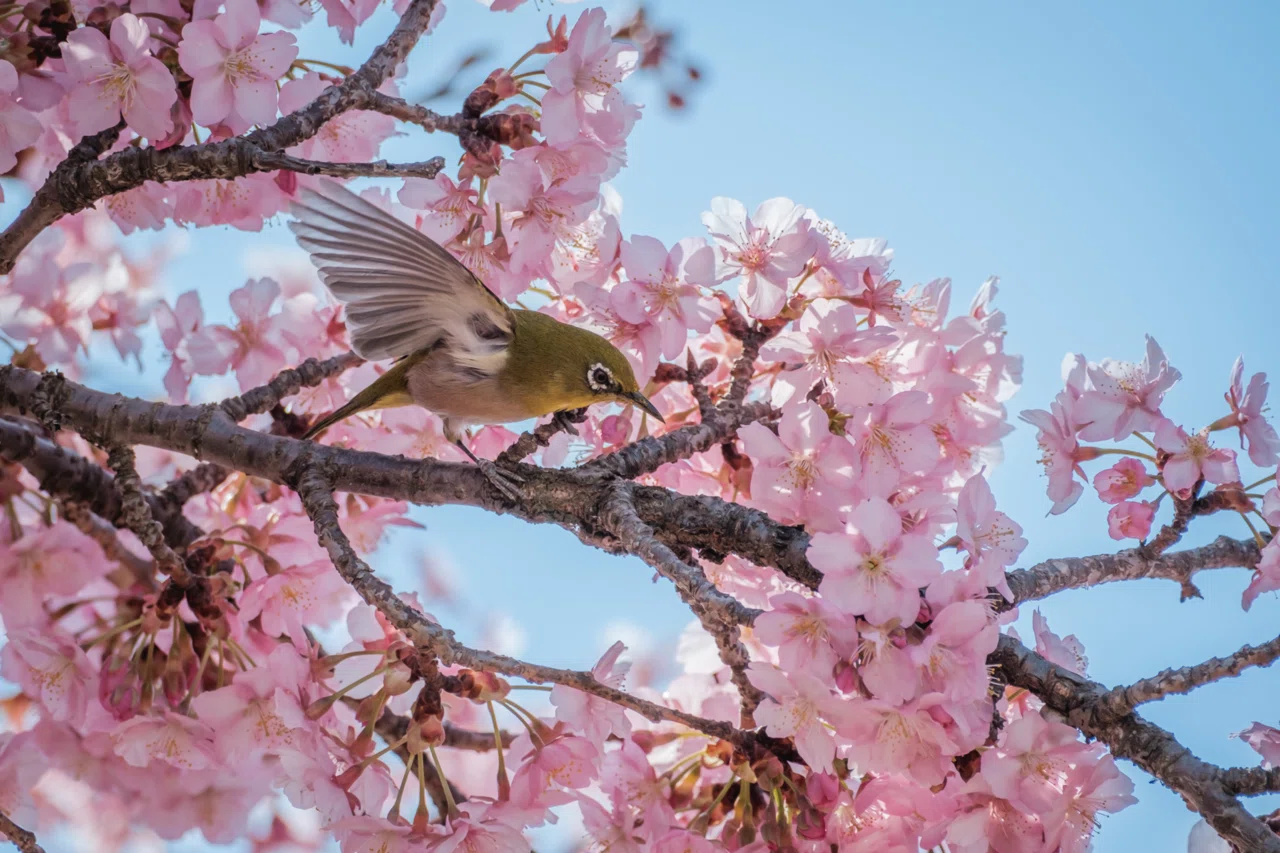 河津桜が咲く公園で、X-T3とXF70-300mmでメジロを追いかけた｜imai