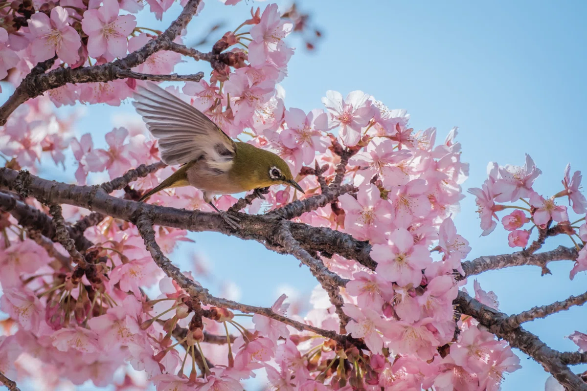 河津桜が咲く公園で、X-T3とXF70-300mmでメジロを追いかけた｜imai