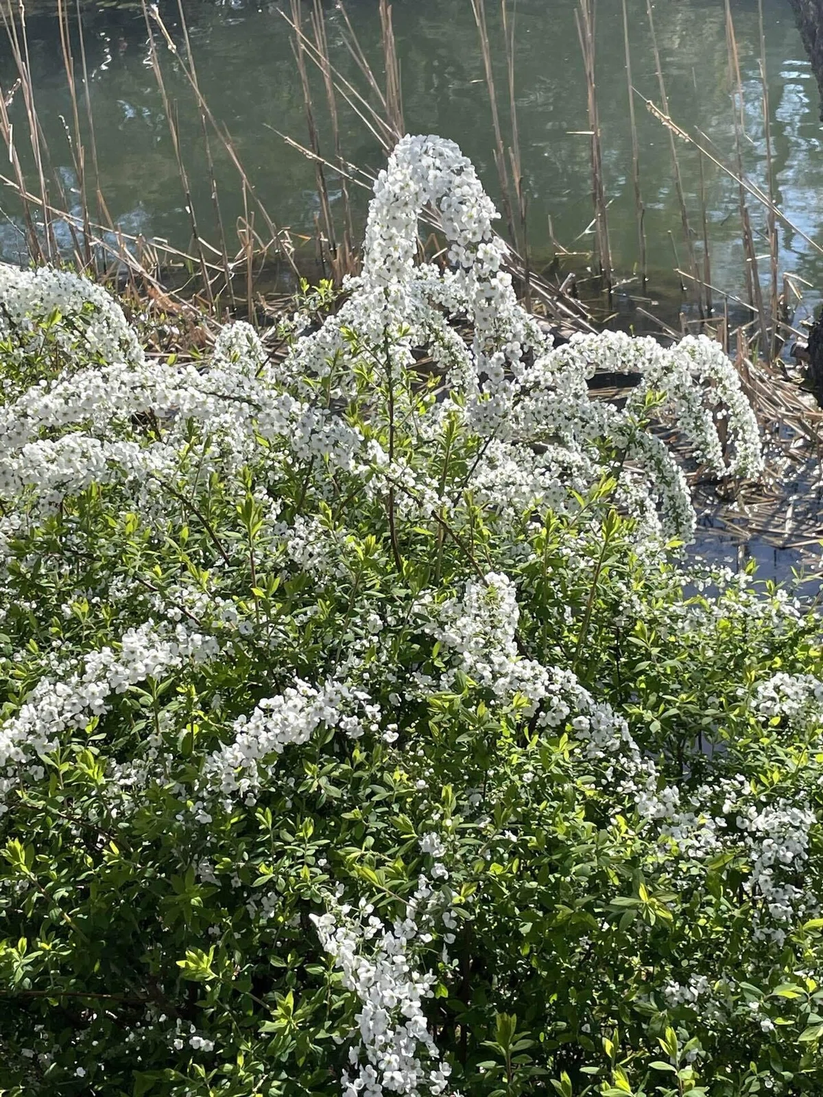 ユキヤナギ