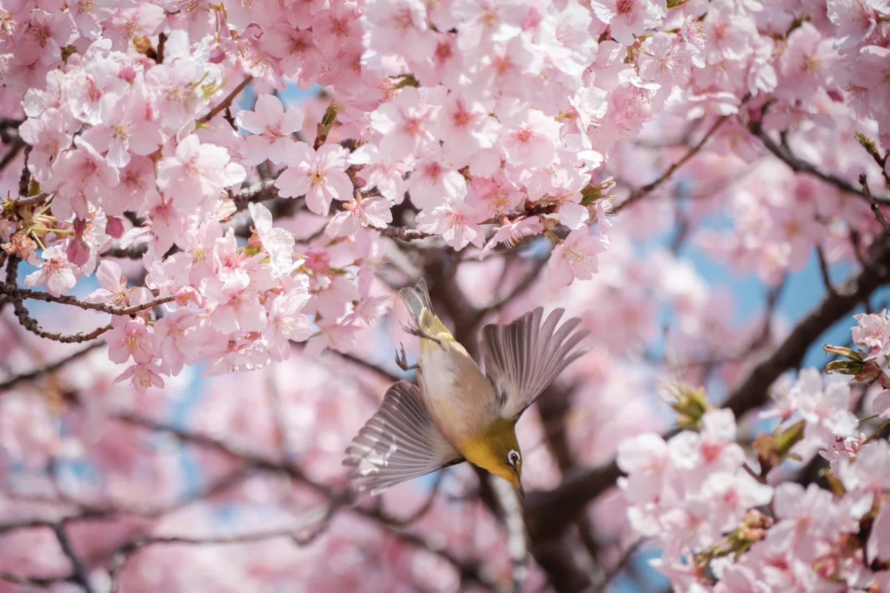 河津桜が咲く公園で、X-T3とXF70-300mmでメジロを追いかけた｜imai