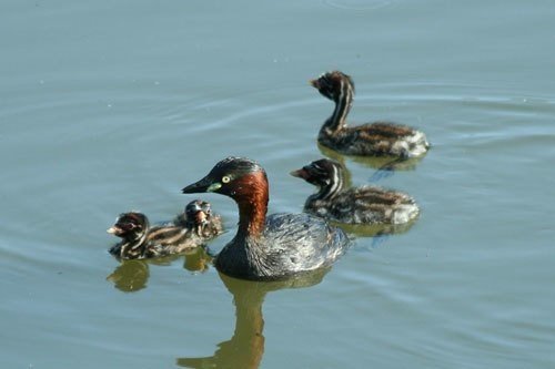 第56回 鳥なのに魚のように水中を泳ぐ野鳥 翆野 大地 Note