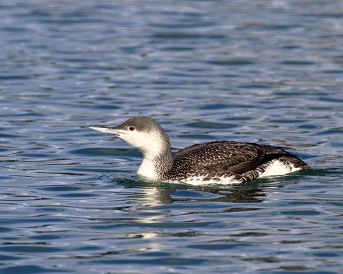 第56回 鳥なのに魚のように水中を泳ぐ野鳥 翆野 大地 Note