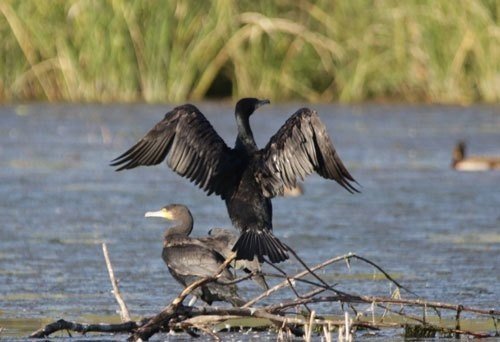 第56回 鳥なのに魚のように水中を泳ぐ野鳥 翆野 大地 Note