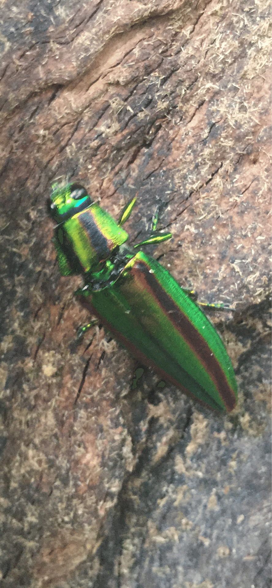 大和玉虫｜EGGSEED