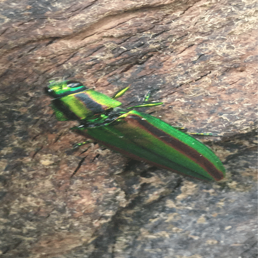 大和玉虫｜EGGSEED