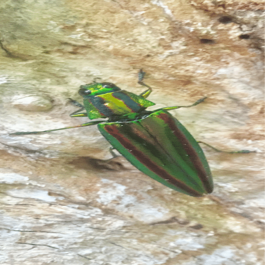 大和玉虫 大和玉虫｜EGGSEED