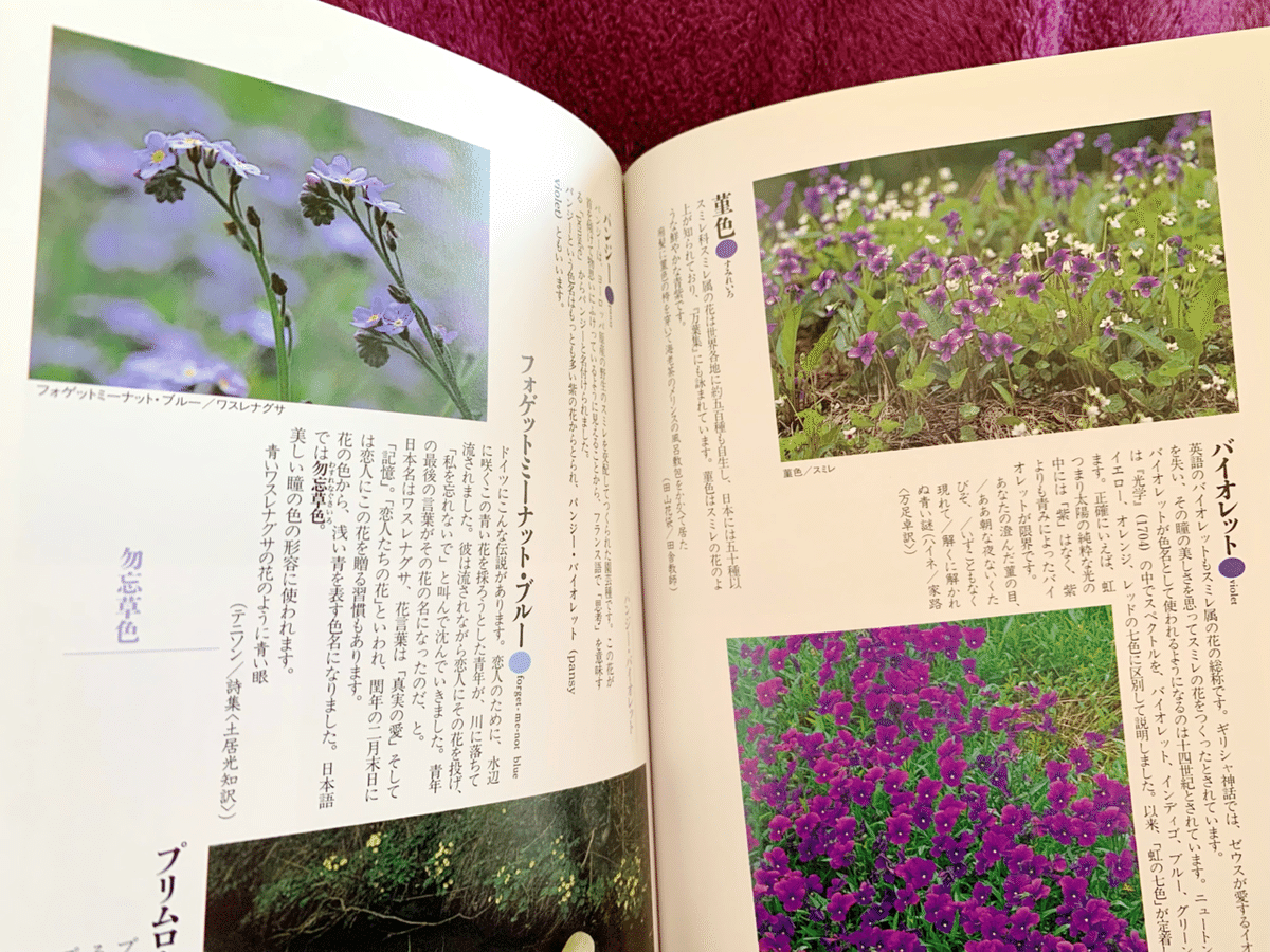 トキ色の君 2番花開花 トキ色の君 2番花開花