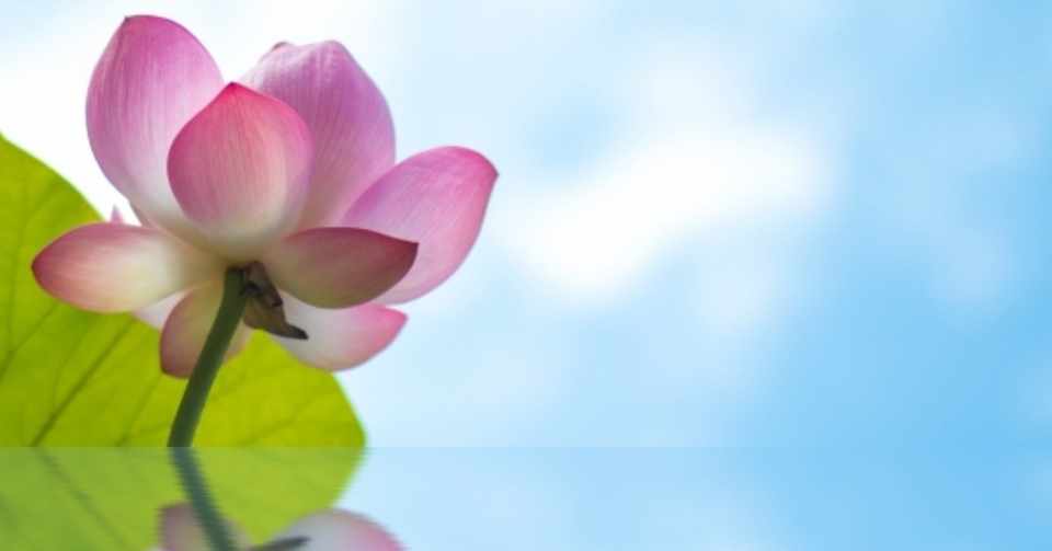 葬儀 お供え用の花を贈るには ひとみ Note