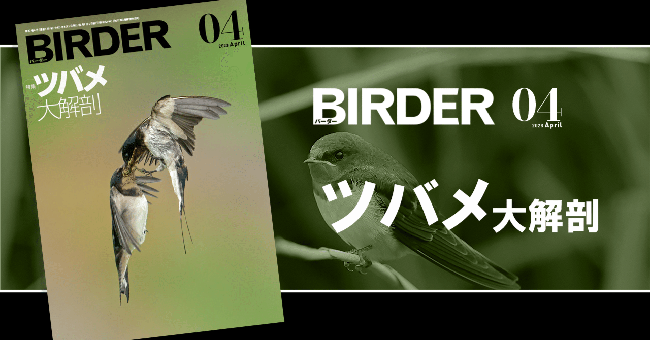 BIRDER4月号の見どころ｜ブンイチ（文一総合出版）