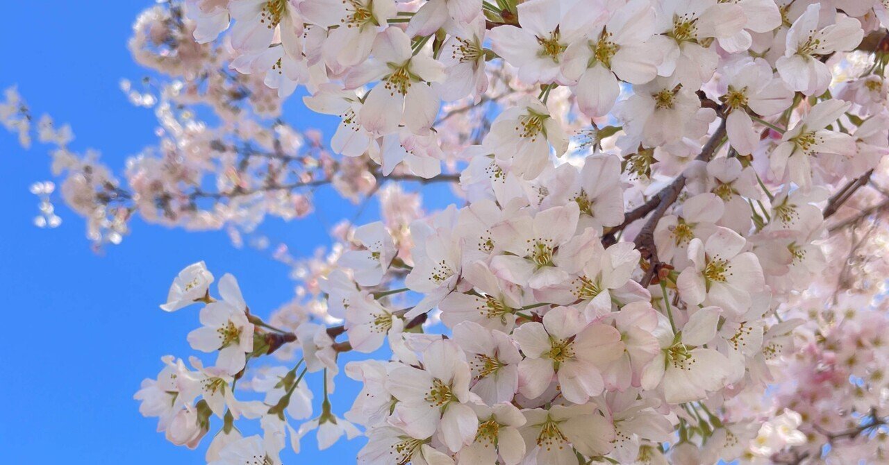 桜神様　25日頃 rectangle_large_type_2_5d5da51