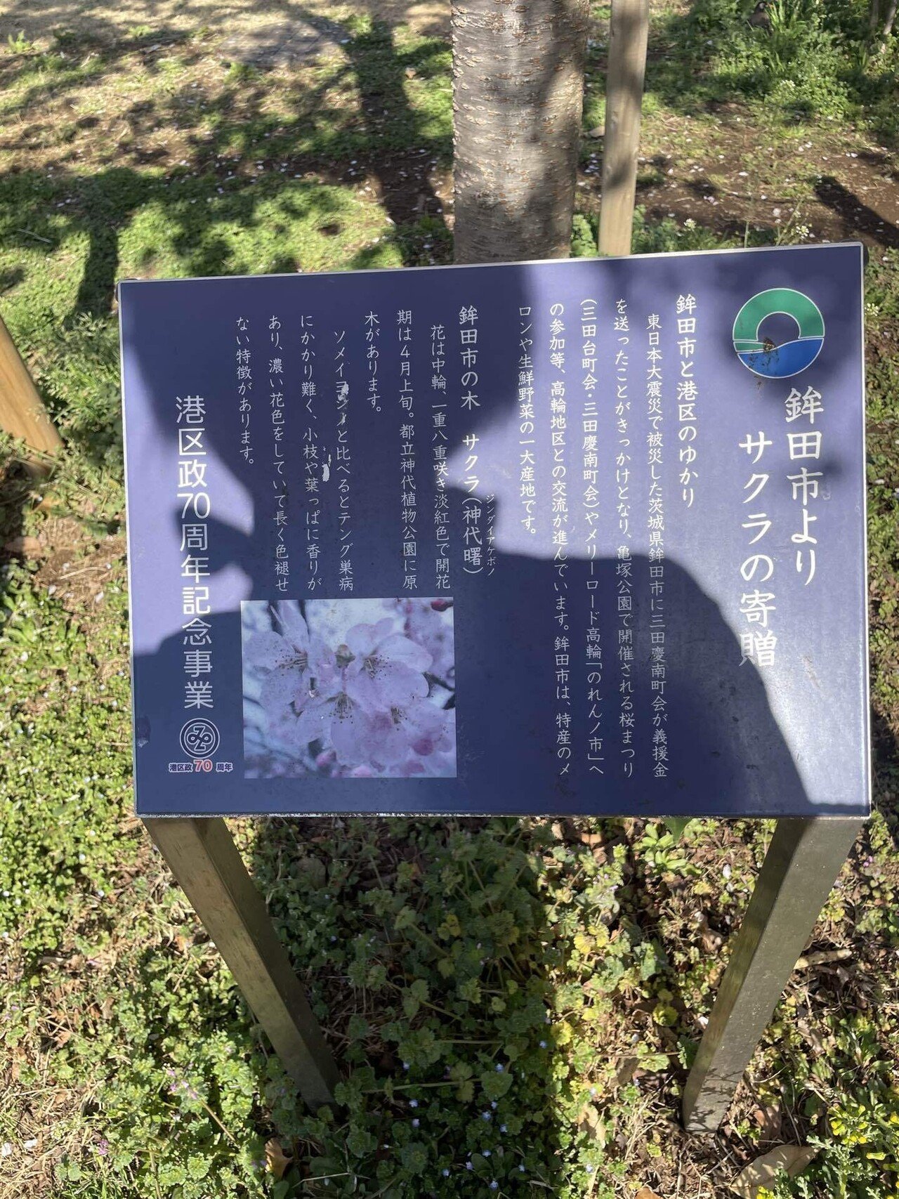 桜神様　25日頃 2025.4.8京都桜】蹴上インクライン・平安神宮・円山公園・南禅寺