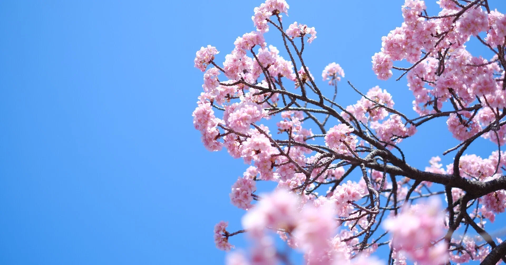 河津桜をXF35mm F1.4縛りで撮影する。【単焦点縛り修業】【富士