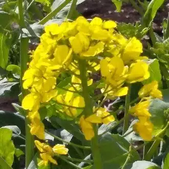 麗音