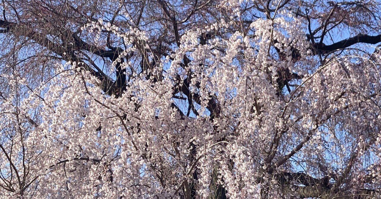 日本一のアサイーボウル - MadameSoleilの備忘録, image size:1280x670