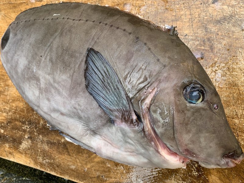 5日熟成のニザダイ 味はいかに Kei Zenimoto Note 5日熟成のニザダイ 味はいかに Kei Zenimoto Note