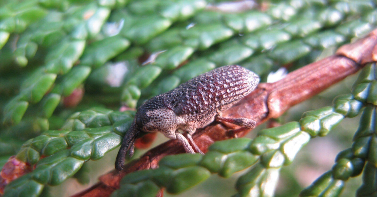 かつての里山に暮らす動植物 その3～虫たち④～｜森中遊助