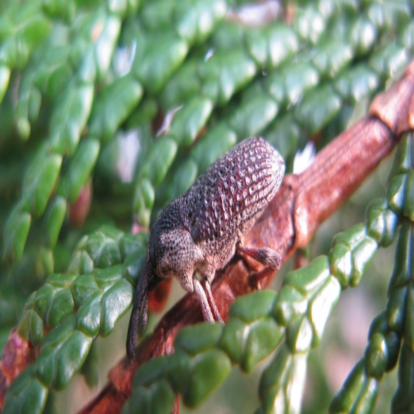 かつての里山に暮らす動植物 その3～虫たち④～｜森中遊助