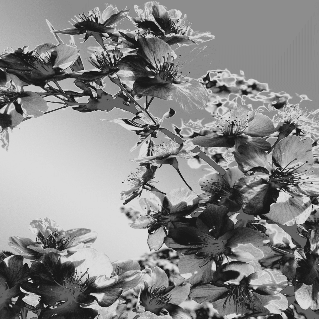 モノクロお花見(写真9枚)｜amu