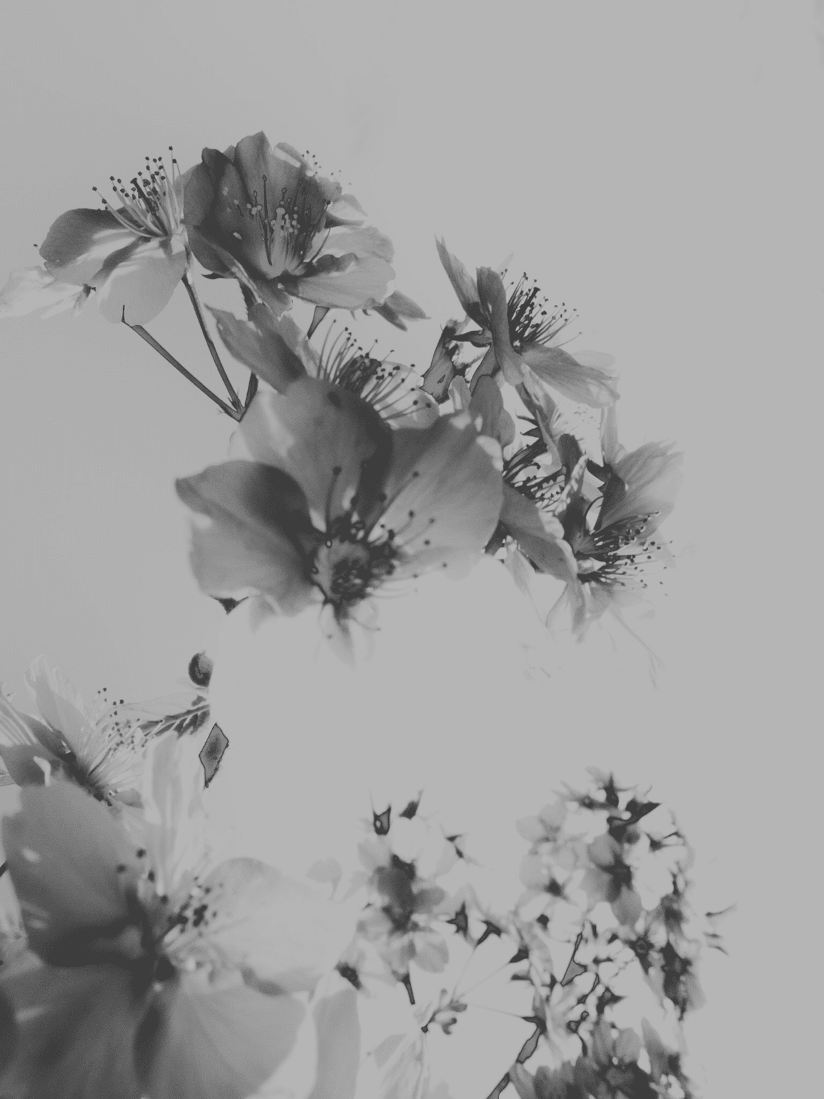 モノクロお花見(写真9枚)｜amu