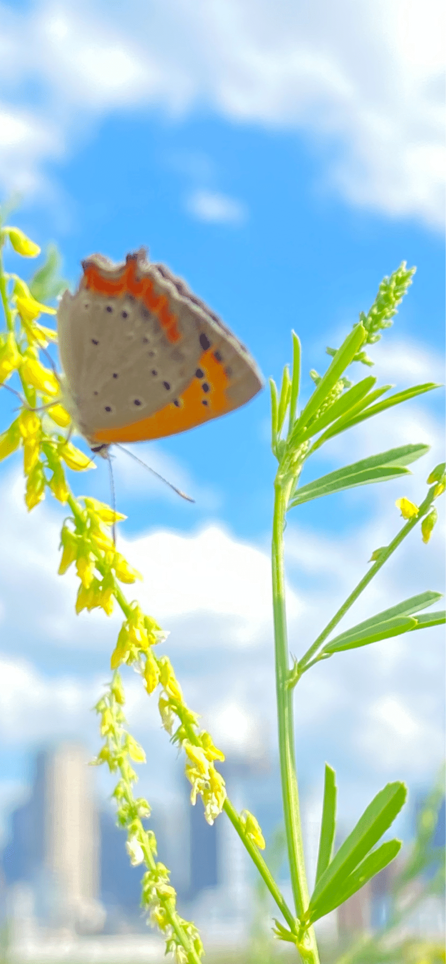 紅小灰蝶｜EGGSEED