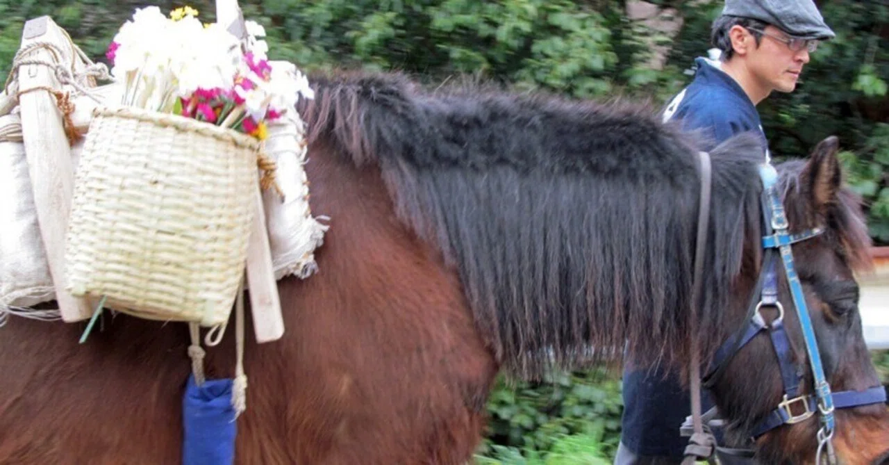 対州馬の飼養と調教 8「 対州馬以外でも市街地にある坂の小径を歩く荷