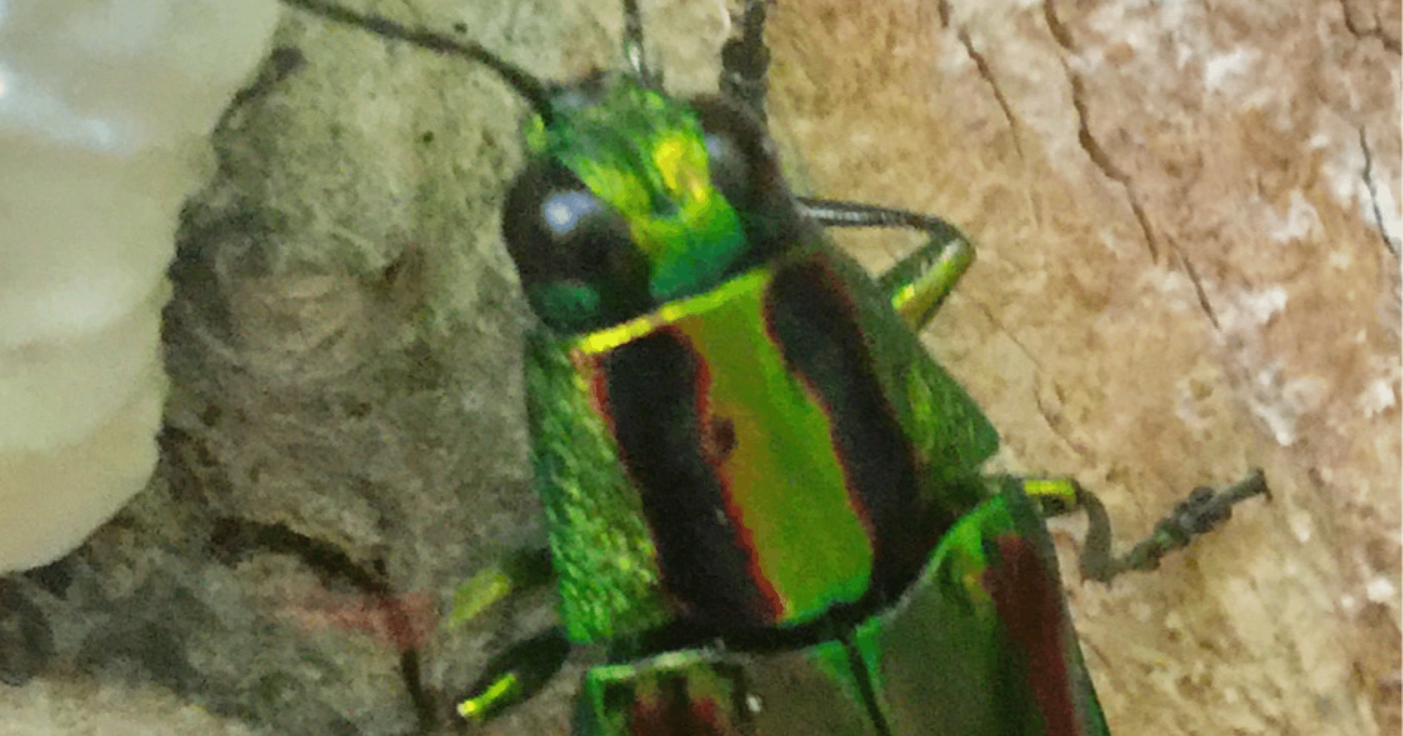 大和玉虫｜EGGSEED