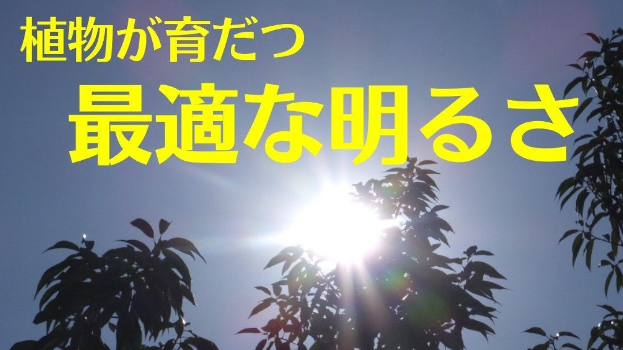 盆栽にはどのくらいの明るさが必要 ｓｅｔｏ研究所 石川 Note