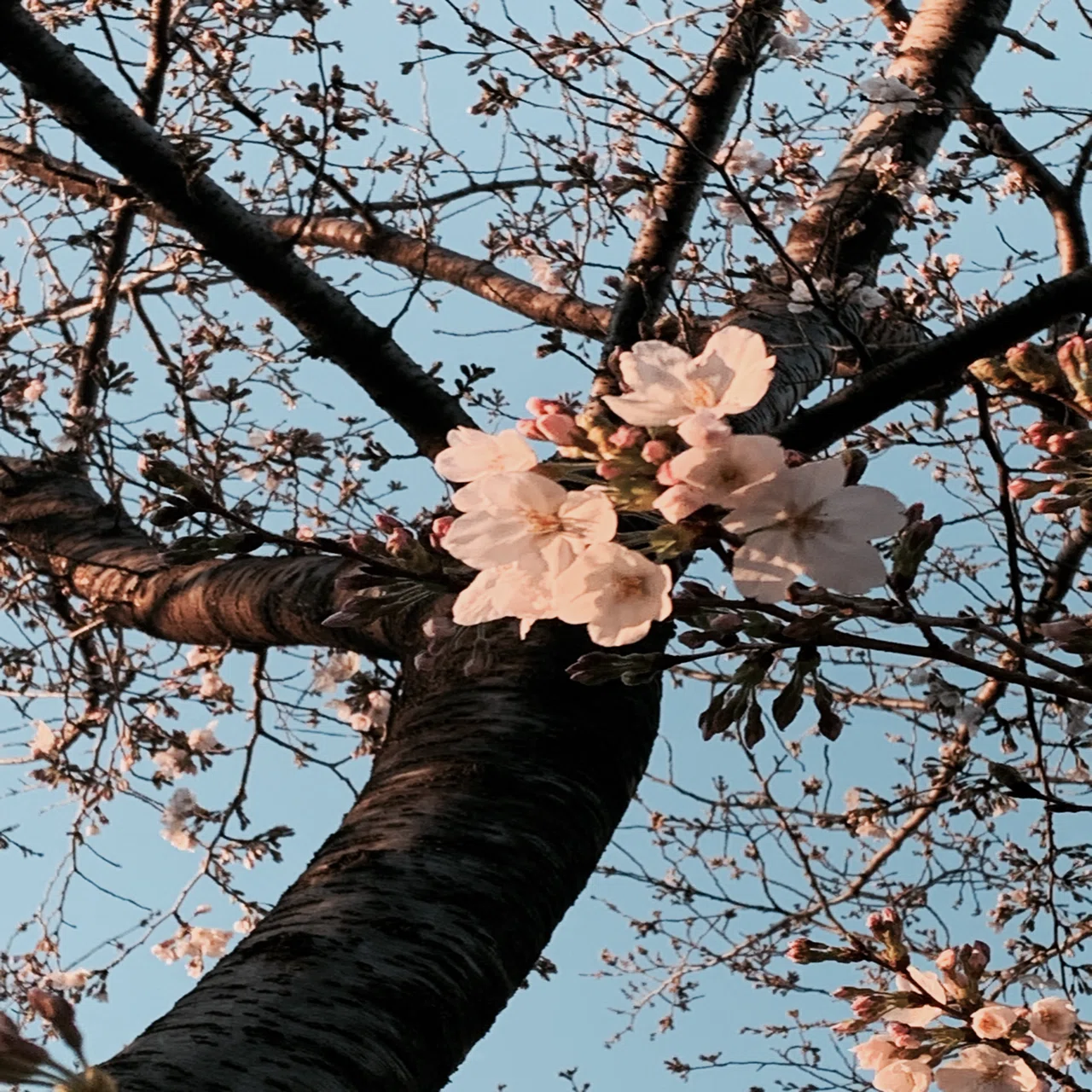桜咲く｜もさ