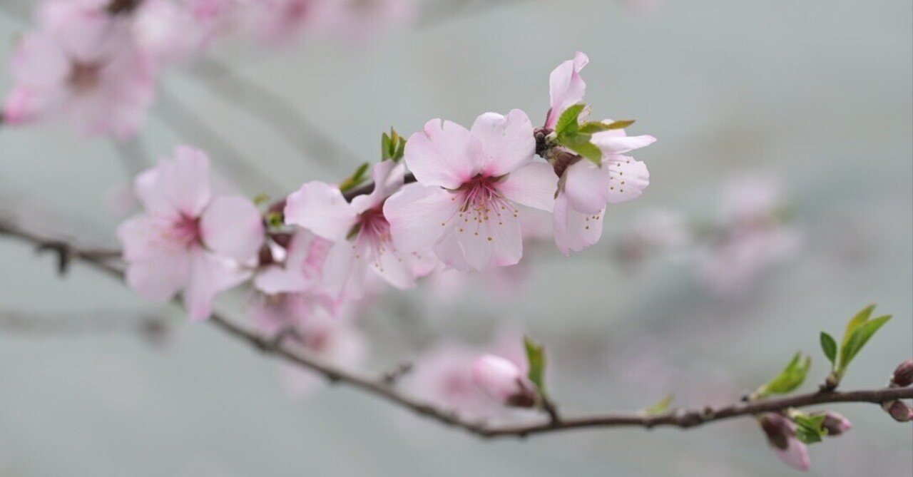 サトウアサミ ピンクの花 （ その他美術品・絵画）の買取価格