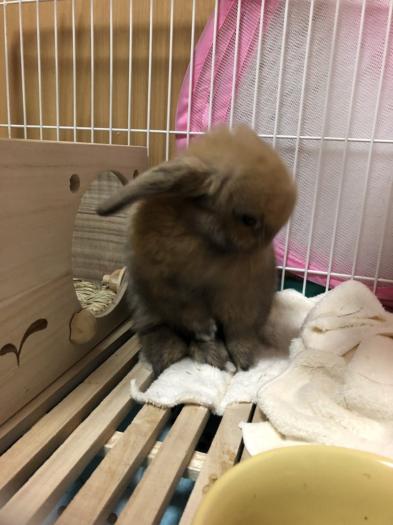 うさぎとデグーの成長速度がすごい 寿 美琴 Note