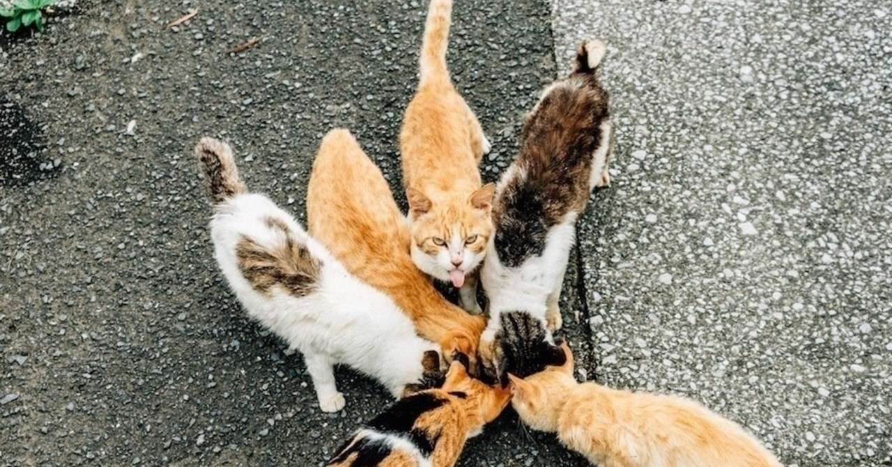 ギネスの これが知りたい をまとめてみた ノブアキ Note